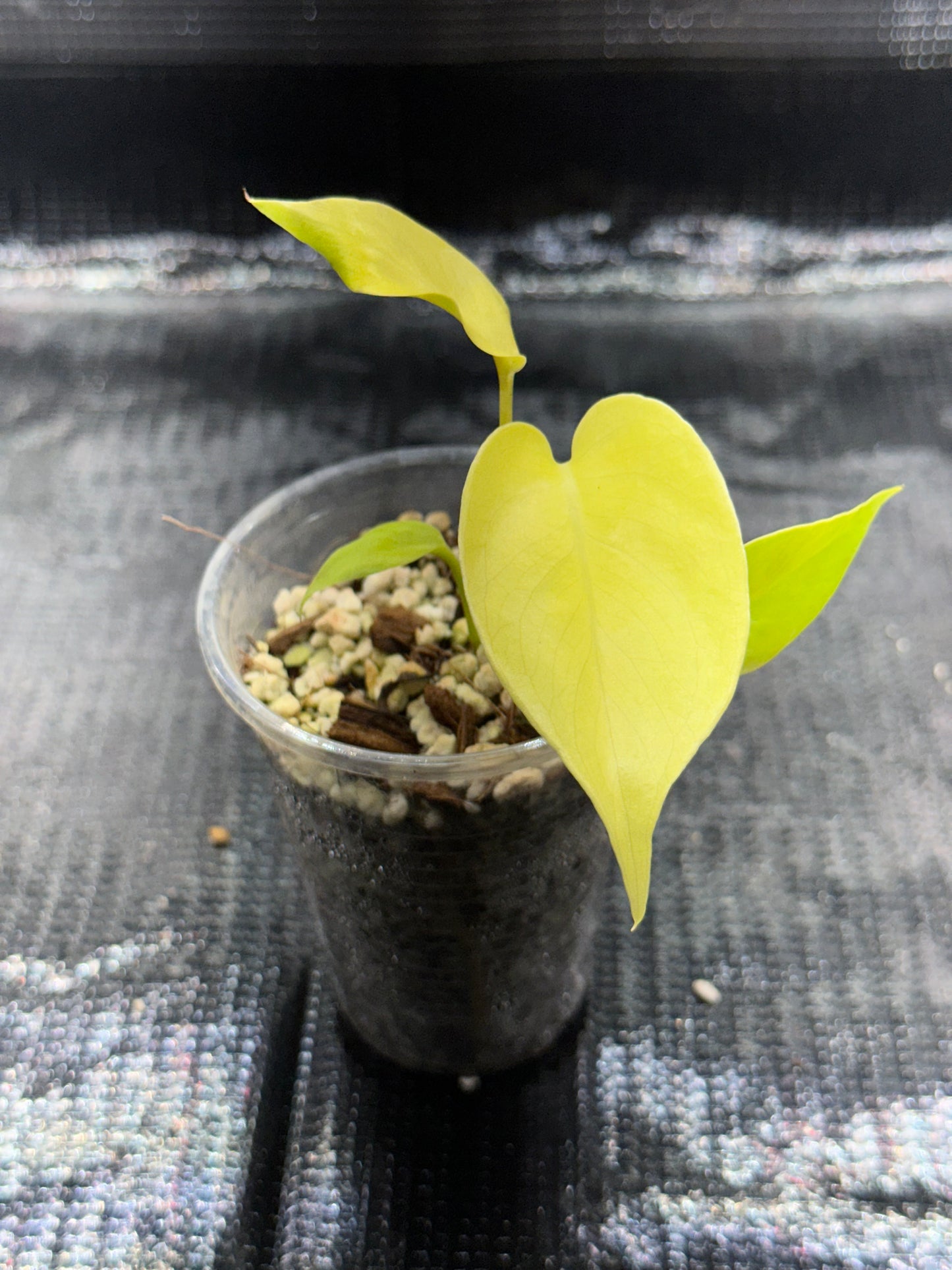 Monstera Néon Lemon Lime