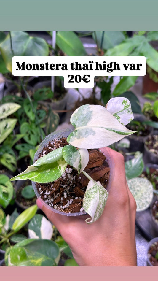Monstera thaï constellation high var