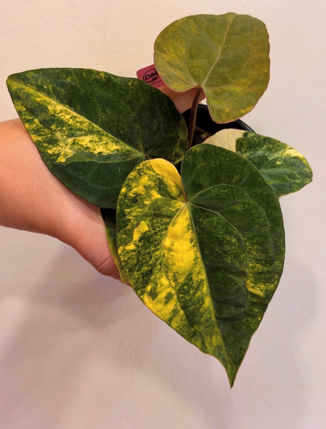 Anthurium Papi.Forgetii x Red