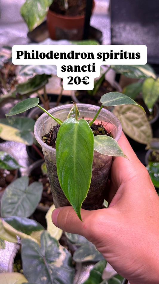 Philodendron spiritus sancti