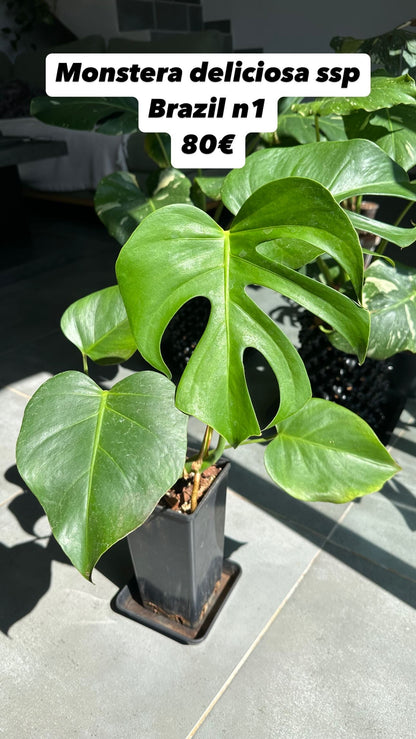 Monstera ssp Brazil