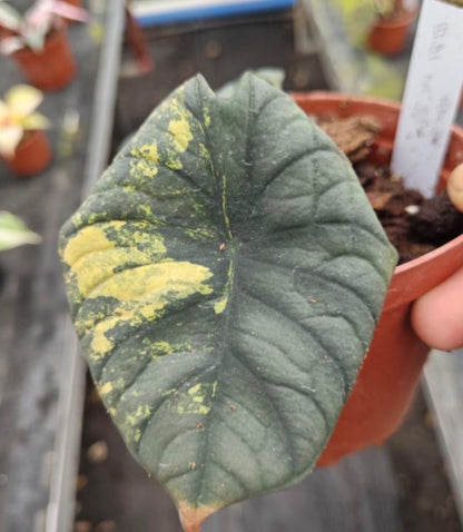 Alocasia Nébula Aurea Var TC Précommande