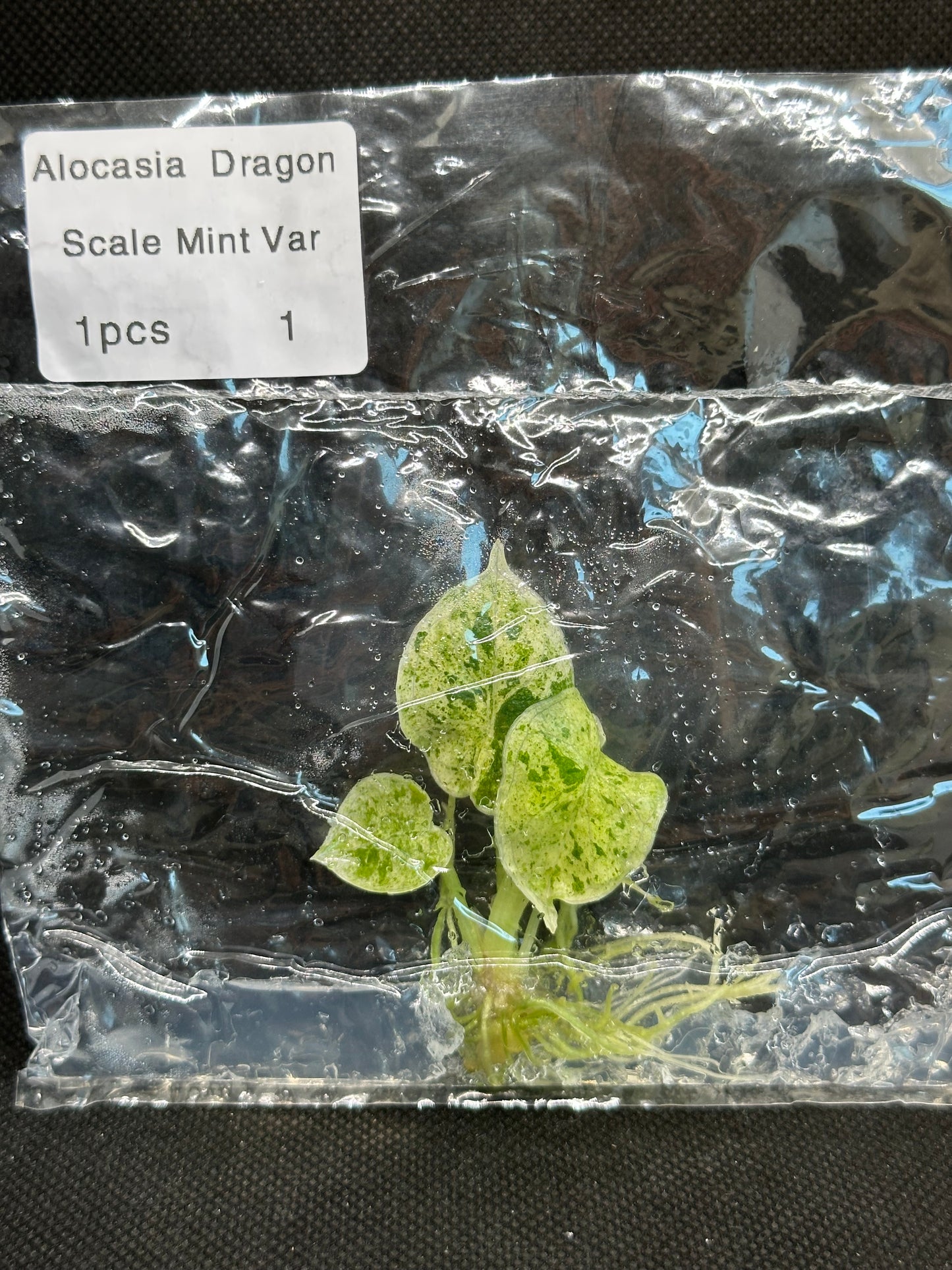 Alocasia dragon scale mint variegata TC