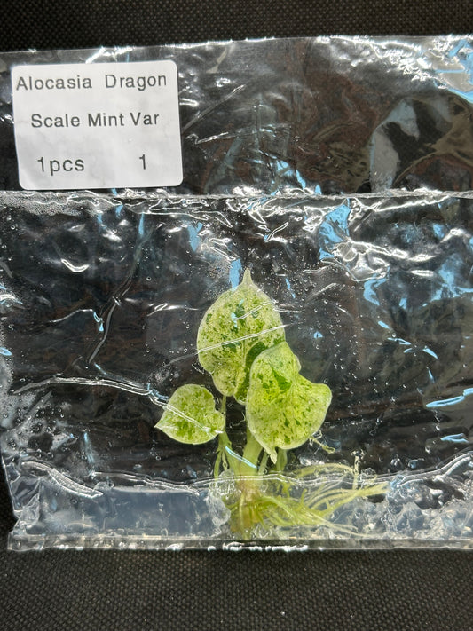 Alocasia dragon scale mint variegata TC
