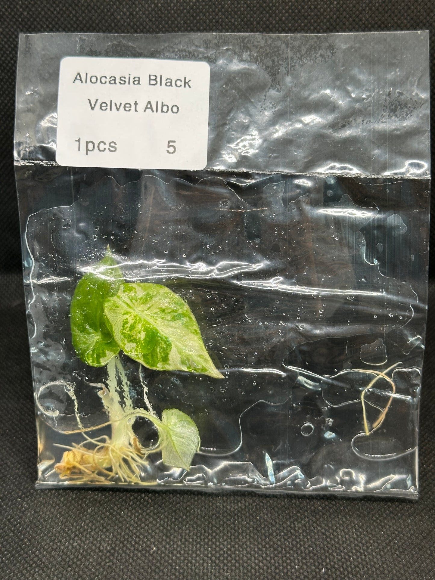Alocasia Black Velvet White/Pink Var TC