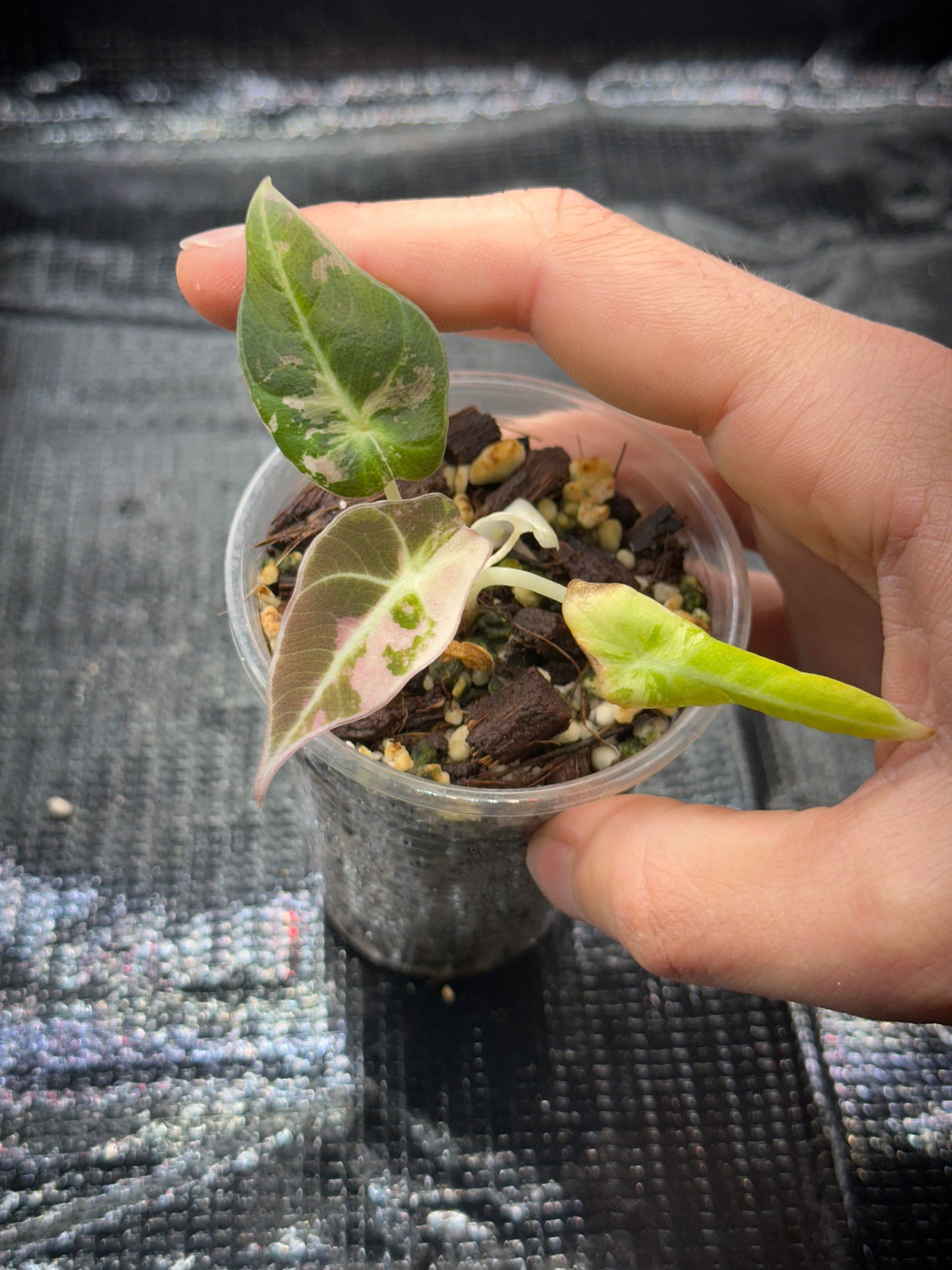 Alocasia Black Velvet Pink Var