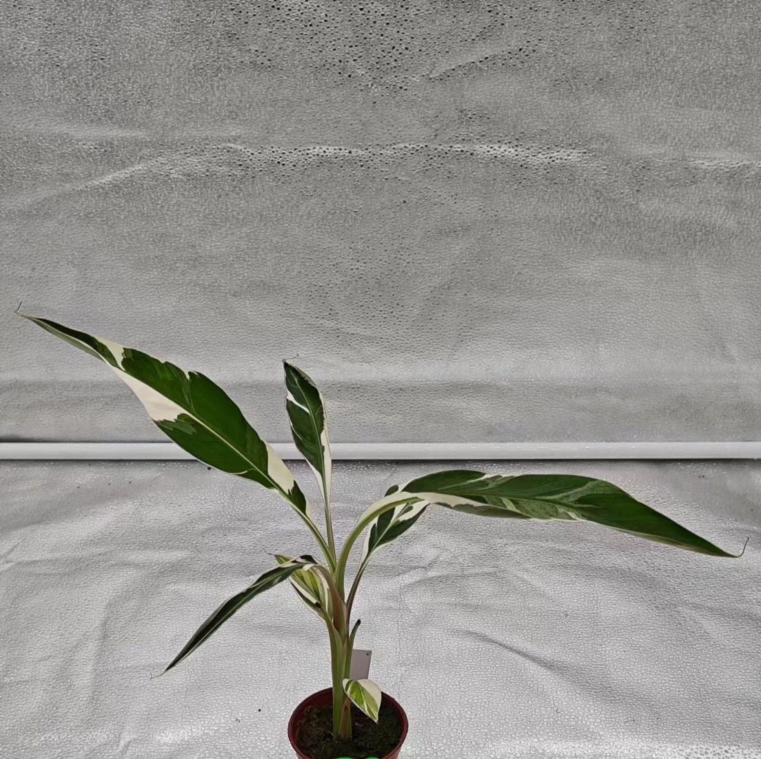 Musa Hawaii Var TC Précommande