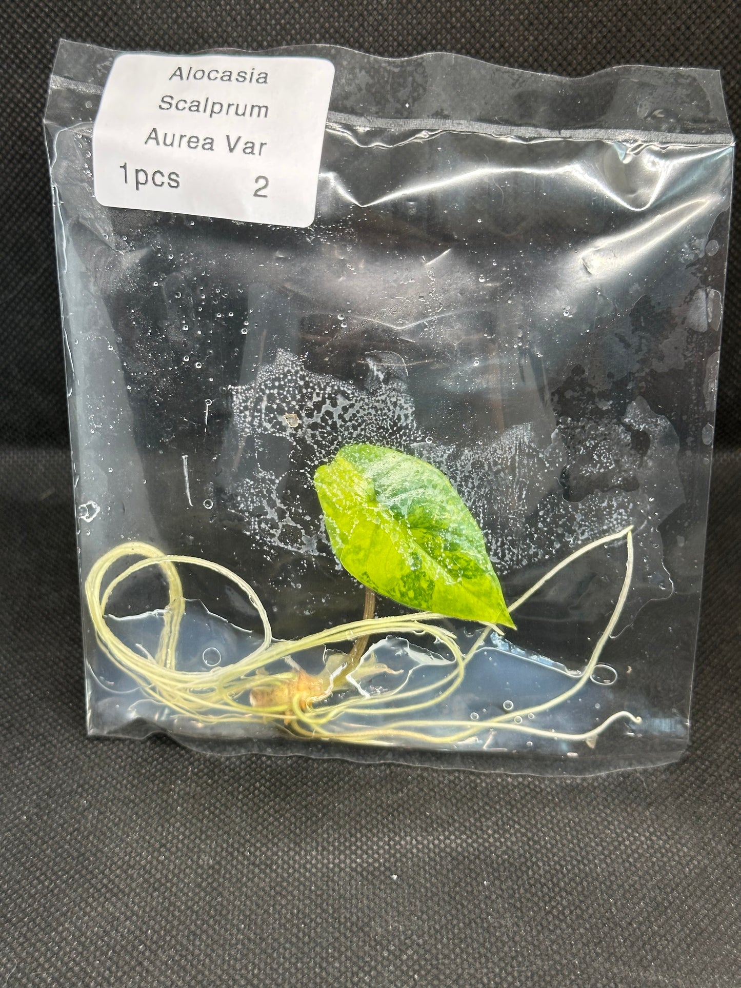 Alocasia Scalprum Aurea Variegata TC