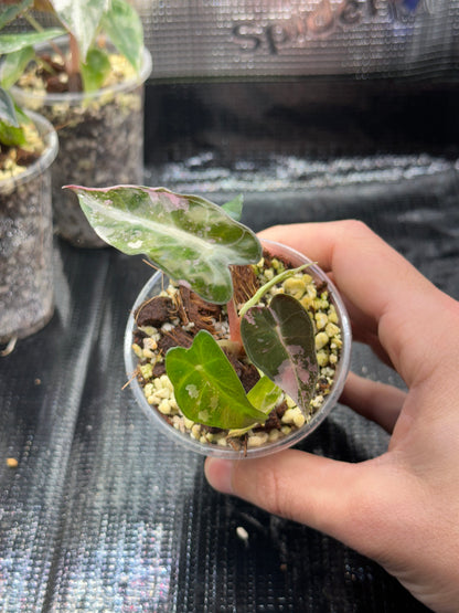 Alocasia bambino pink variegata