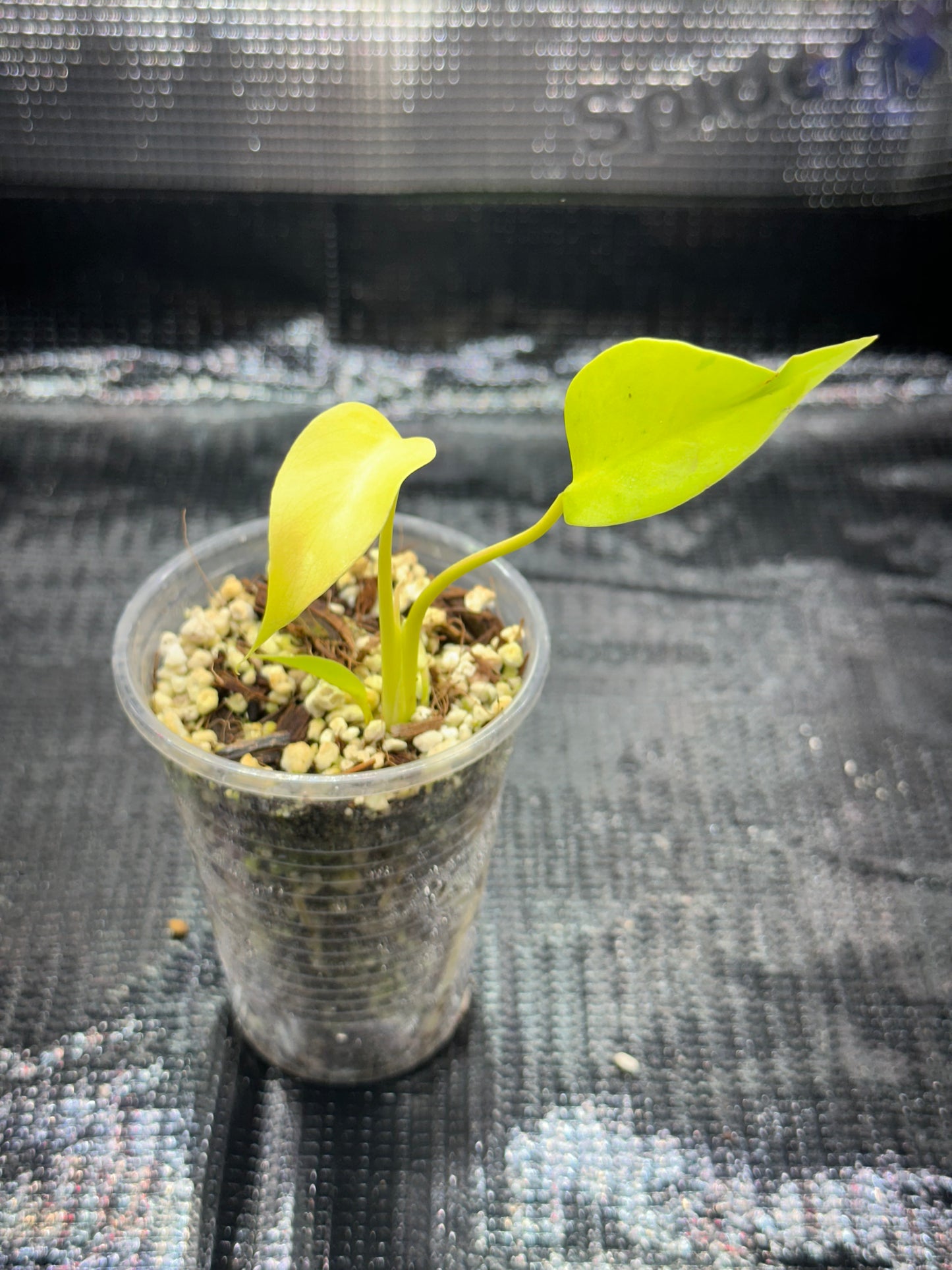 Monstera Néon Lemon Lime