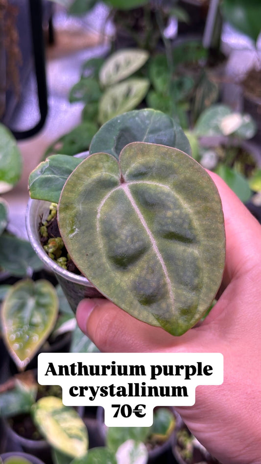 Anthurium purple crystallinum