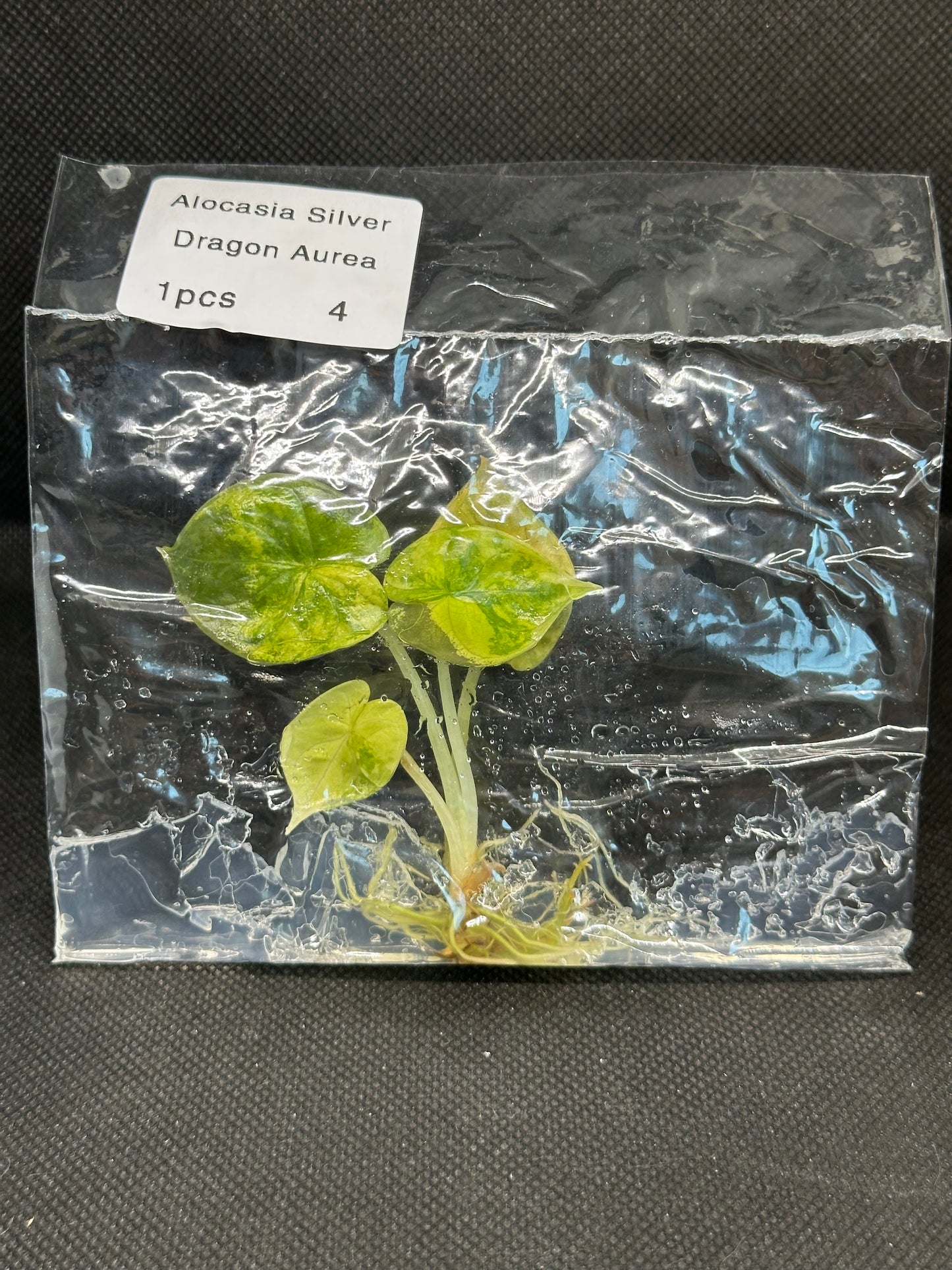 Alocasia silver dragon aurea variegata TC