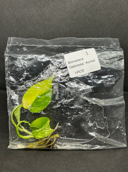 Monstera Yellow Marilyn TC Précommande