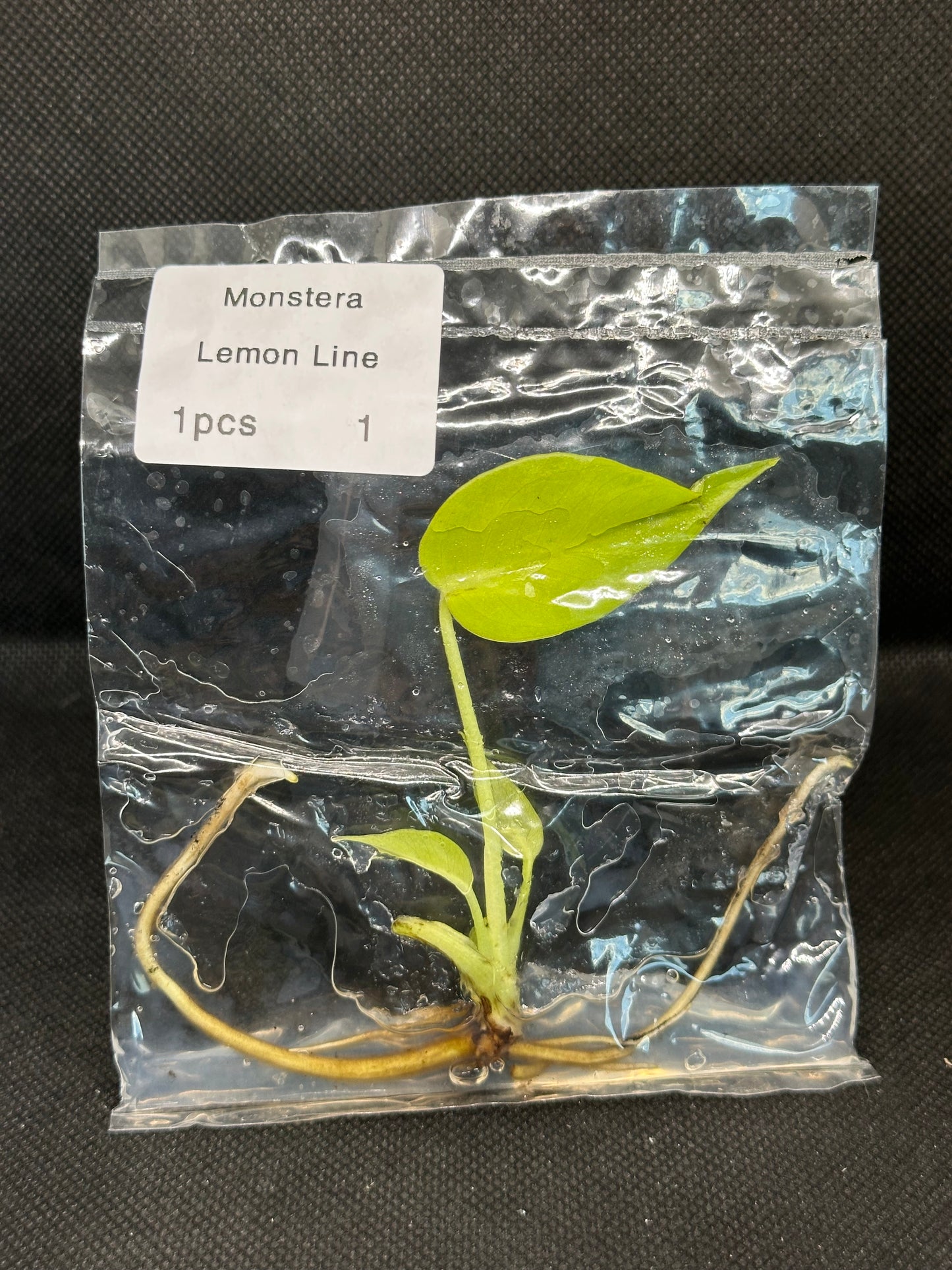Monstera Néon Lemon Lime TC