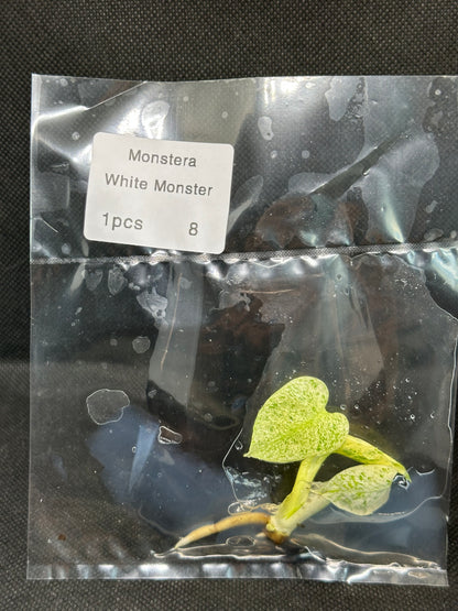 Monstera White Monster TC