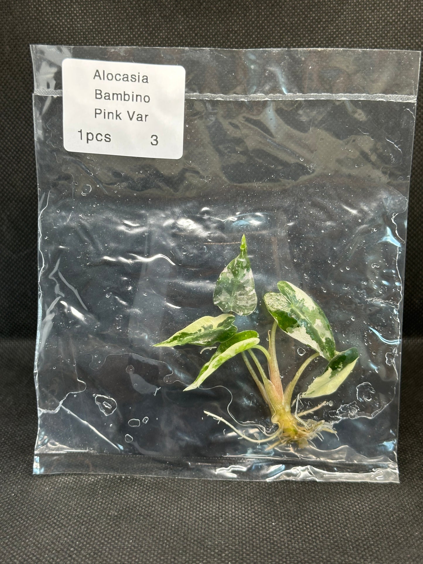 Alocasia Bambino Pink Variegata TC