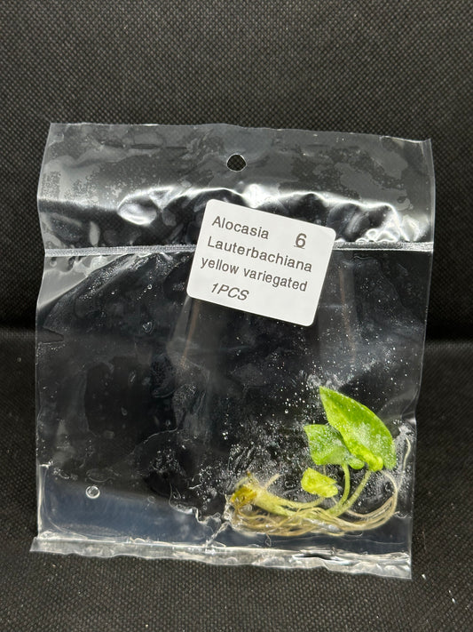 Alocasia Lauterbachiana Aurea Variegata TC