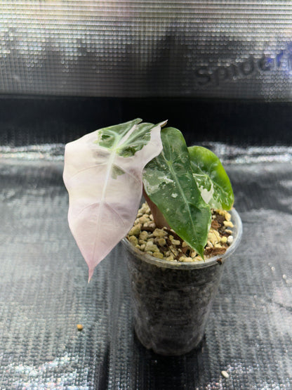 Alocasia polly pink snowflake