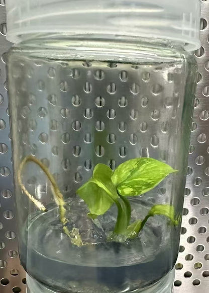 Monstera Electrolight TC Précommande