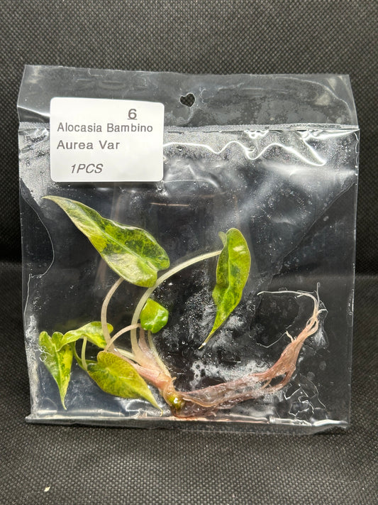 Alocasia Bambino Aurea Variegata TC