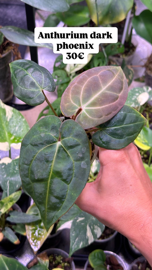 Anthurium Dark Phoenix