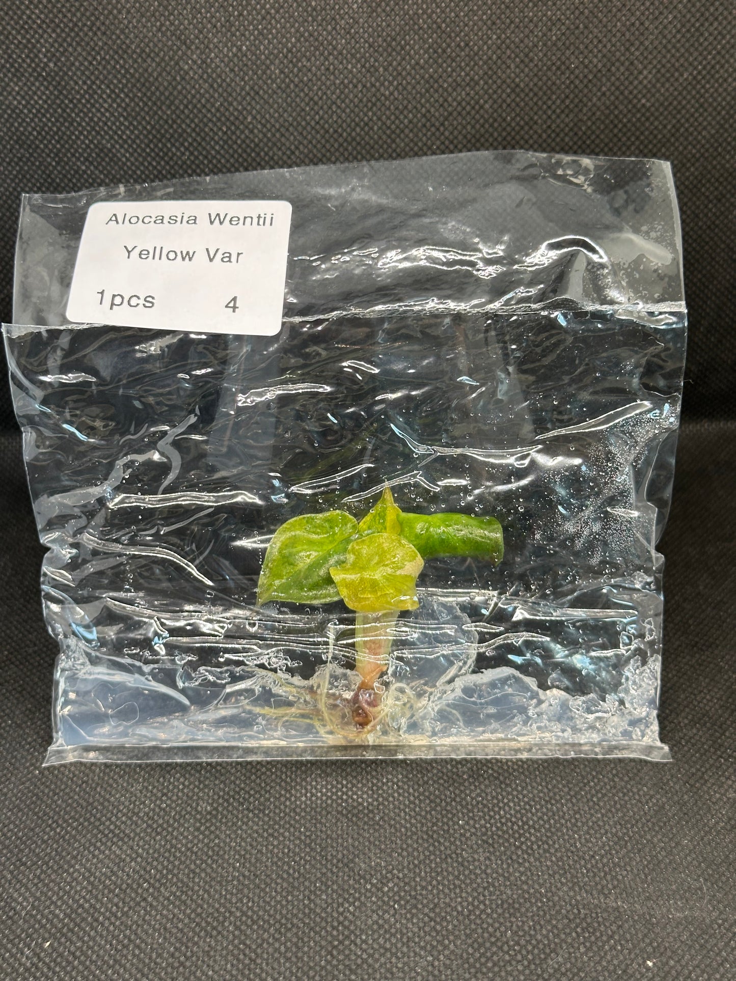Alocasia Wentii Aurea Variegata TC