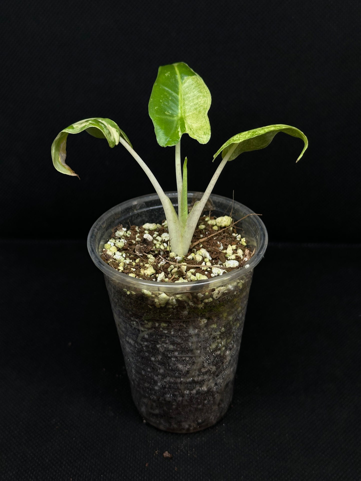 Alocasia Sarian Albo Variegata