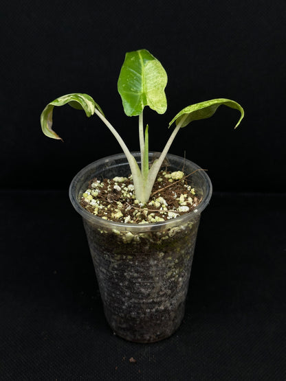 Alocasia Sarian Albo Variegata