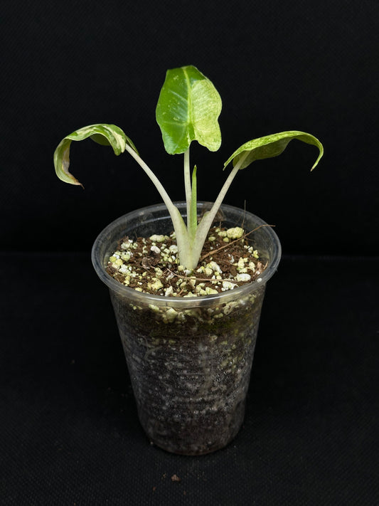 Alocasia Sarian Albo Variegata