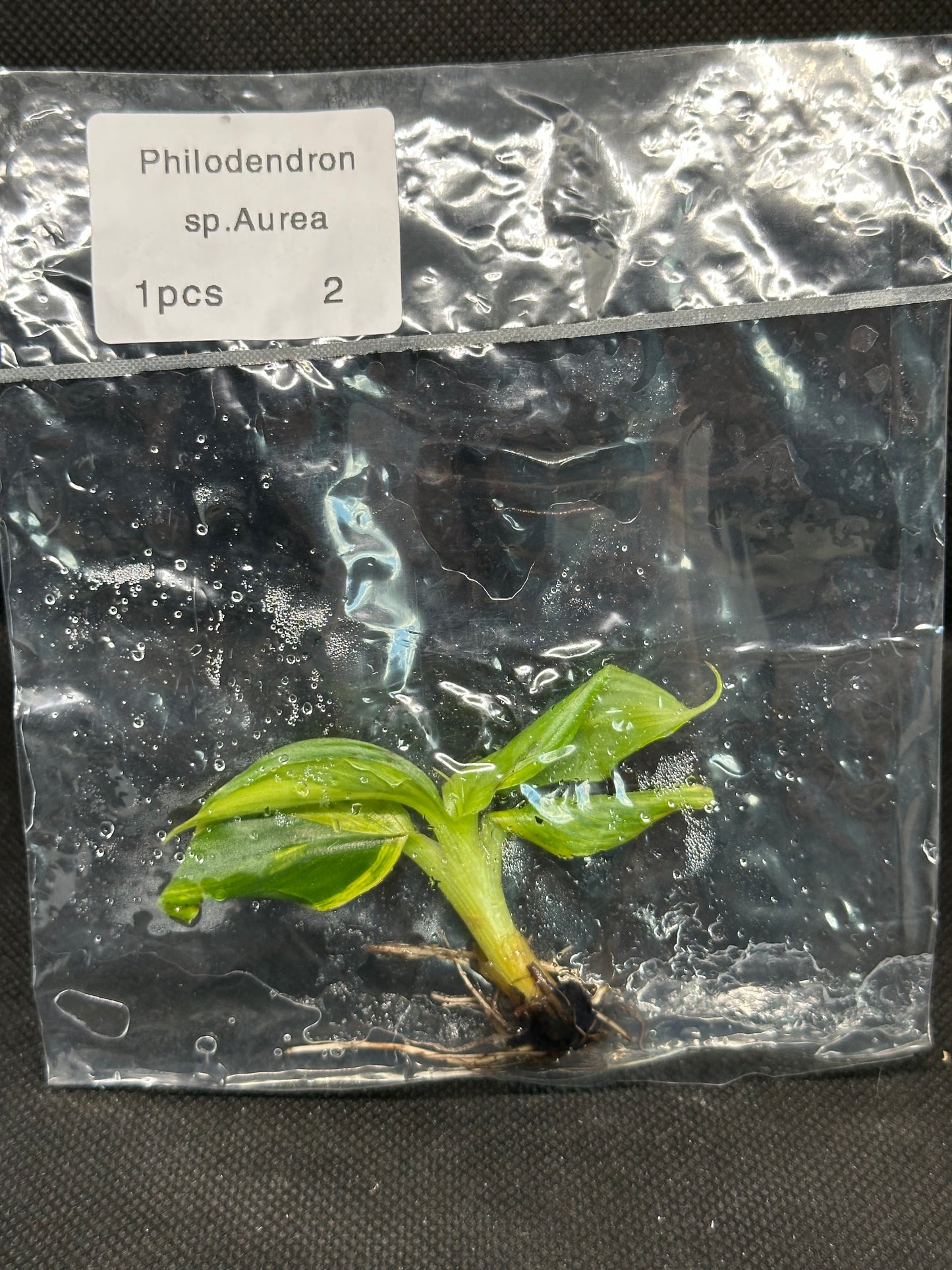 Bananier Musa Aurea TC