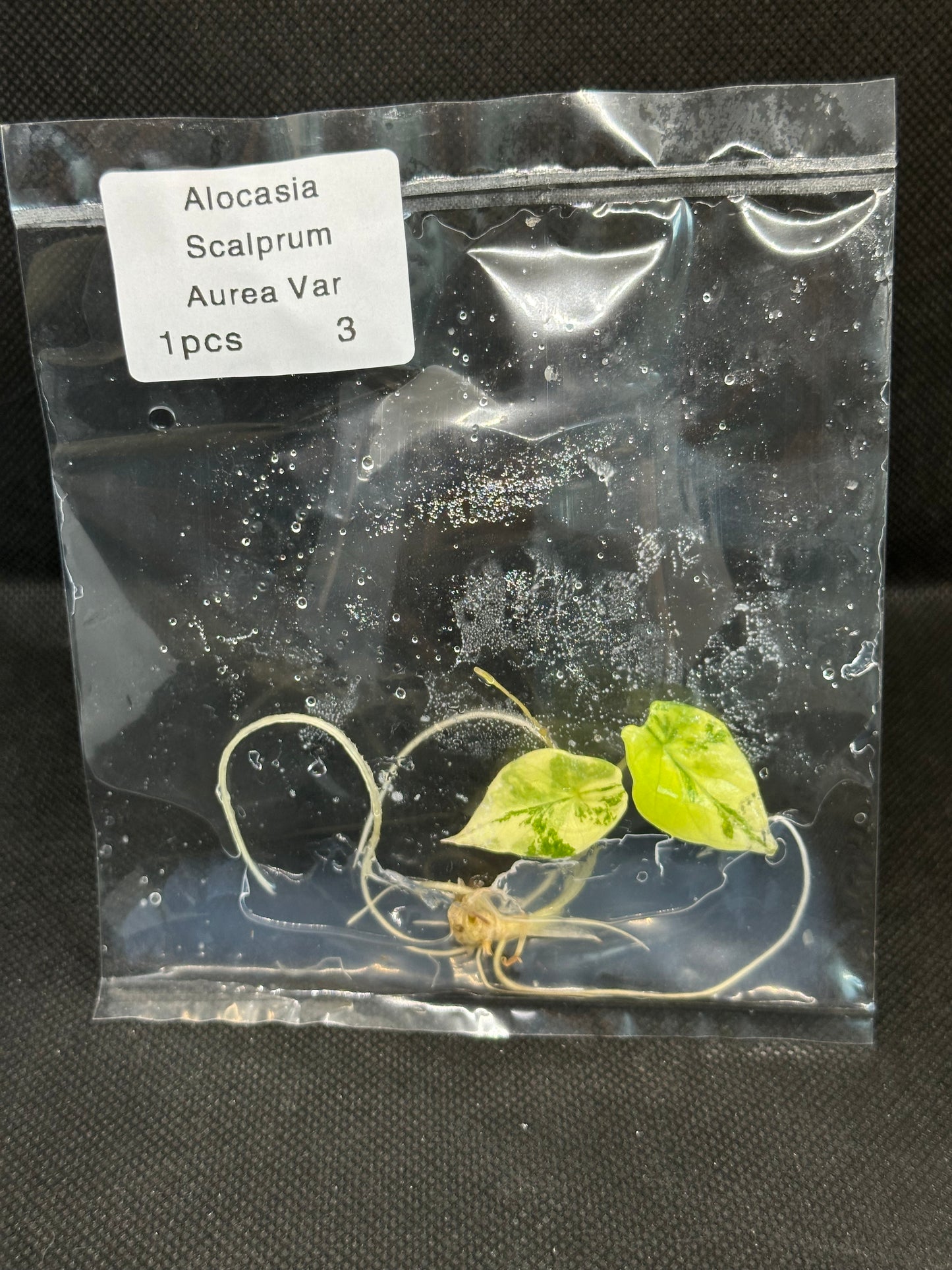 Alocasia Scalprum Aurea Variegata TC