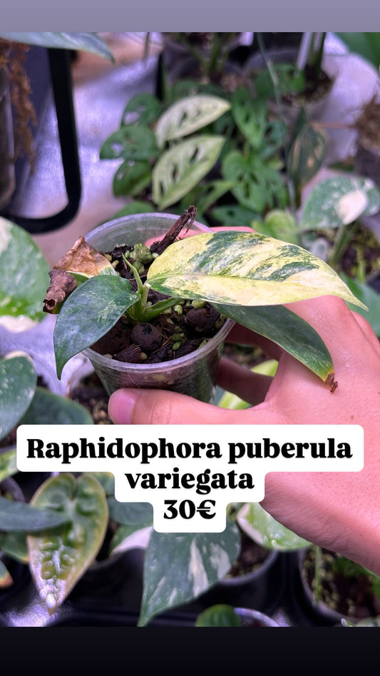 Raphidophora puberula variegata