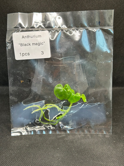 Anthurium Black Magic TC