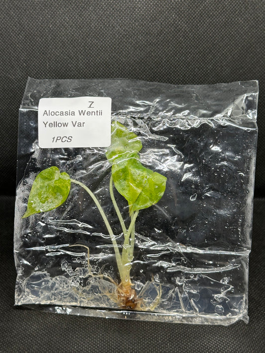 Alocasia Wentii Aurea Variegata TC