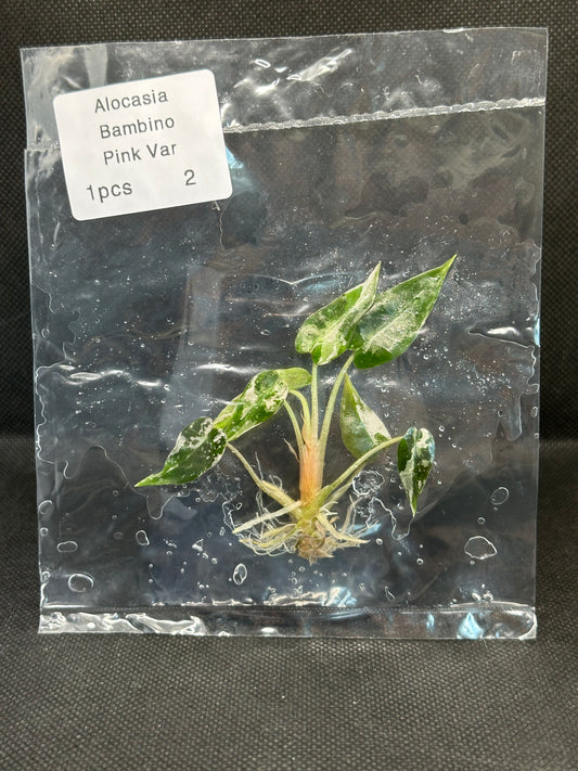 Alocasia Bambino Pink Variegata TC