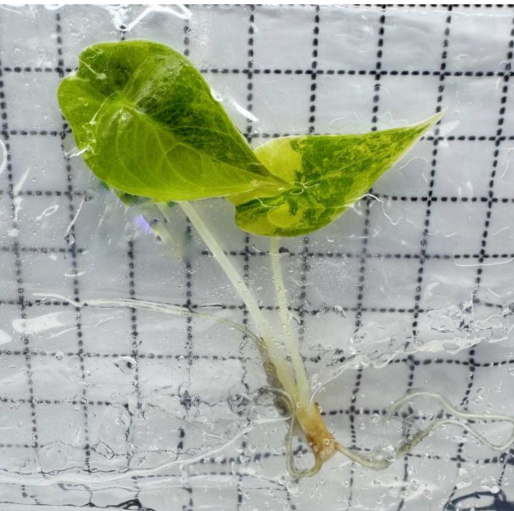 Alocasia Sedenii Var TC Précommande