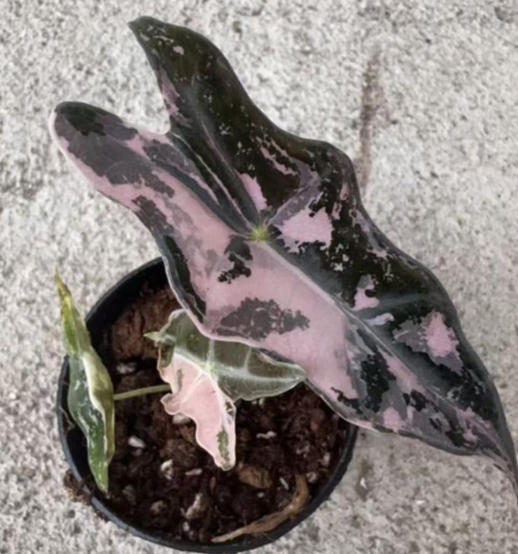 Alocasia Nobilis Pink Var TC Précommande