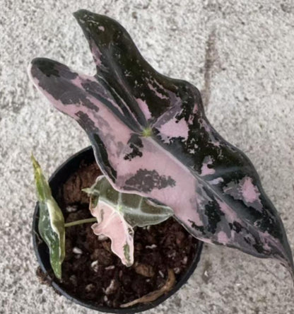 Alocasia Nobilis Pink Var TC Précommande
