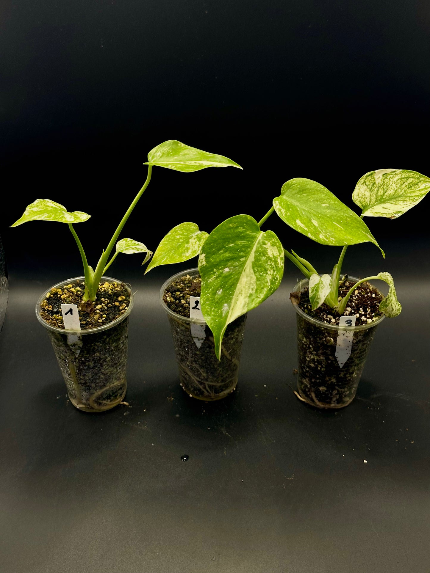 Monstera Star Shadow (sélection de White monster)