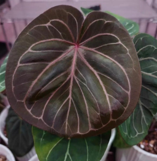 Anthurium King of Spades TC précommande