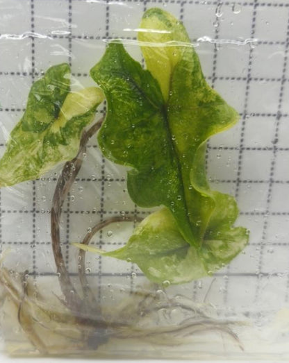 Alocasia Jacklyn Var TC Précommande