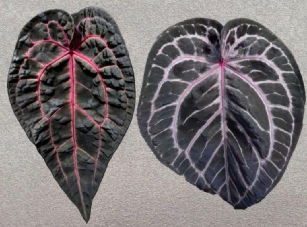 Anthurium Dreaweaver X Michelle TC précommande
