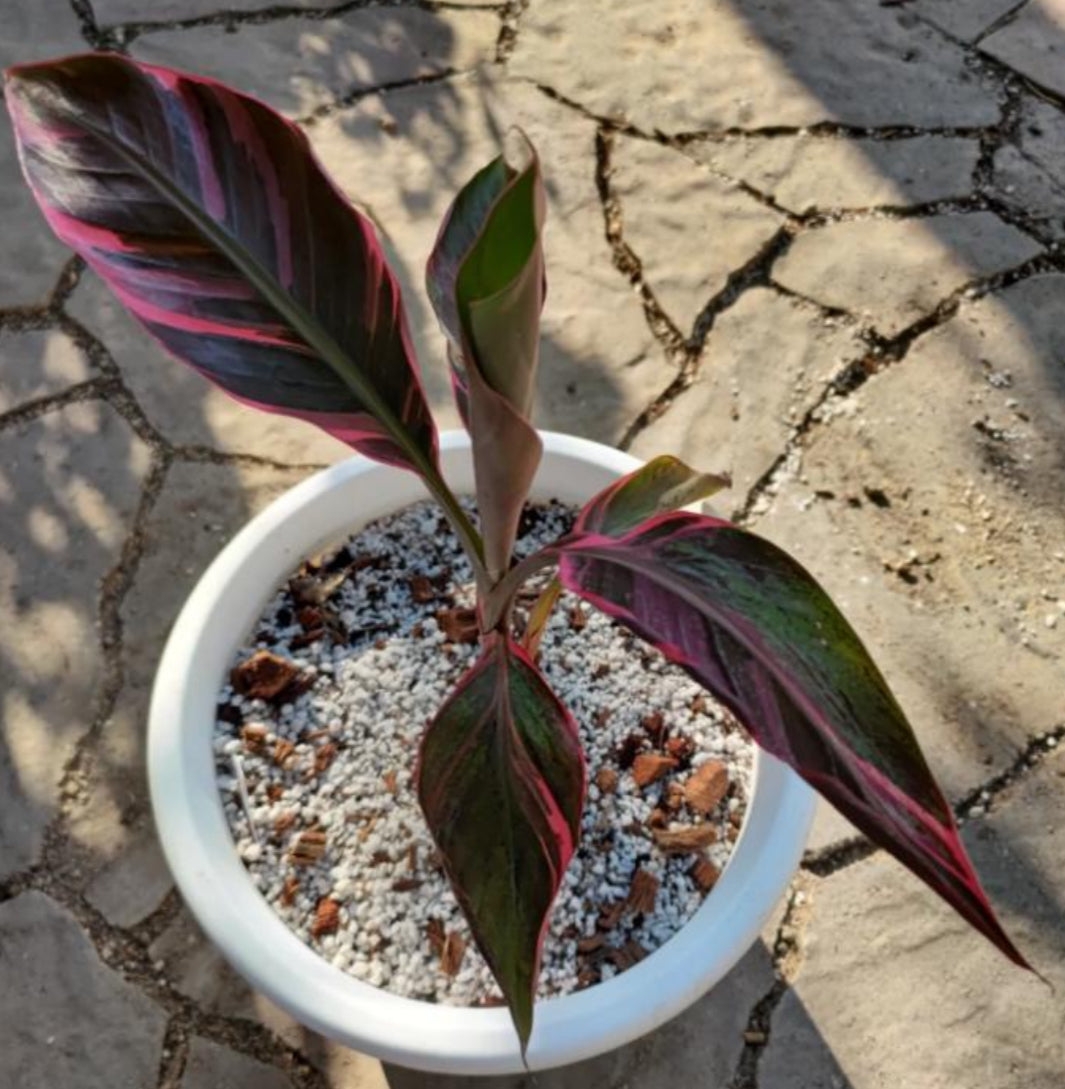 Musa Pink Var TC Précommande