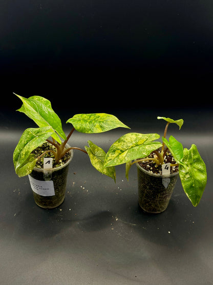 Alocasia Scalprum Aurea