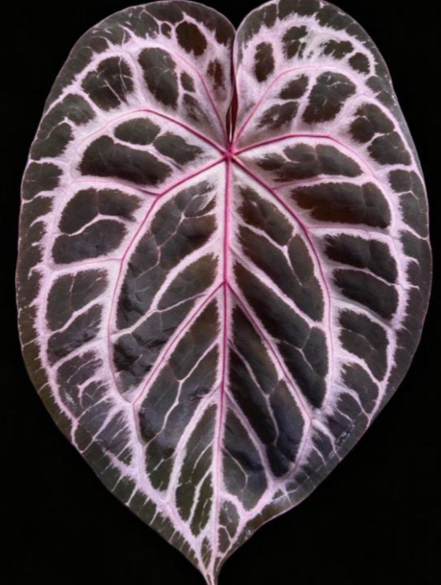 Anthurium Red Queen F2 TC précommande