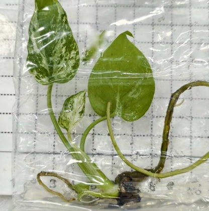 Monstera Devil Monster grade A TC précommande