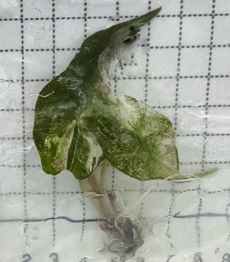 Alocasia Venom Pink Var TC Précommande
