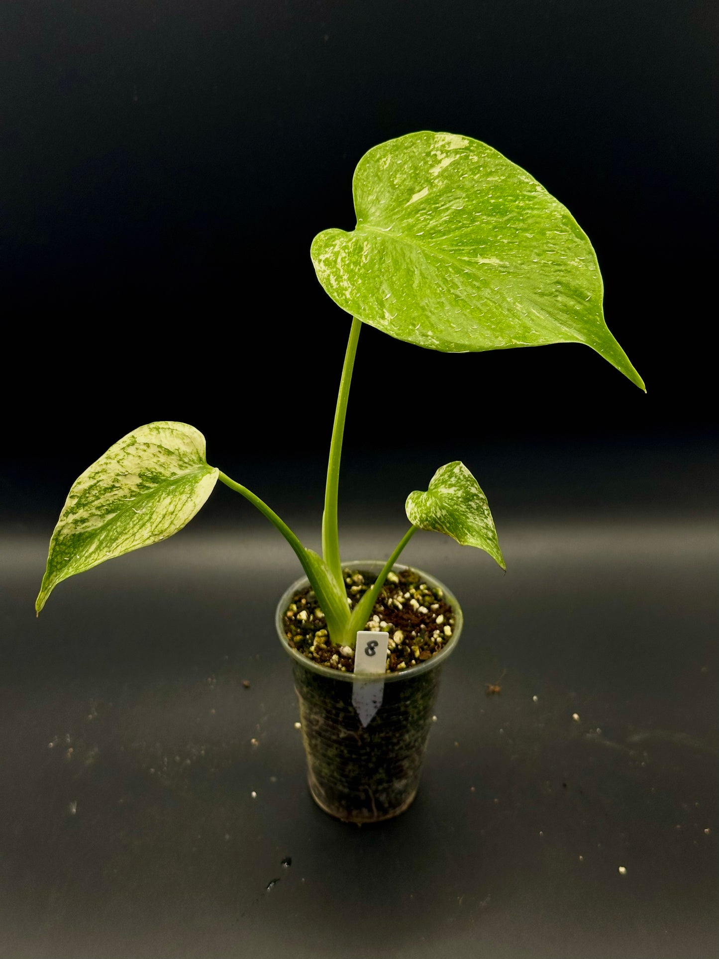 Monstera Star Shadow (sélection de White monster)