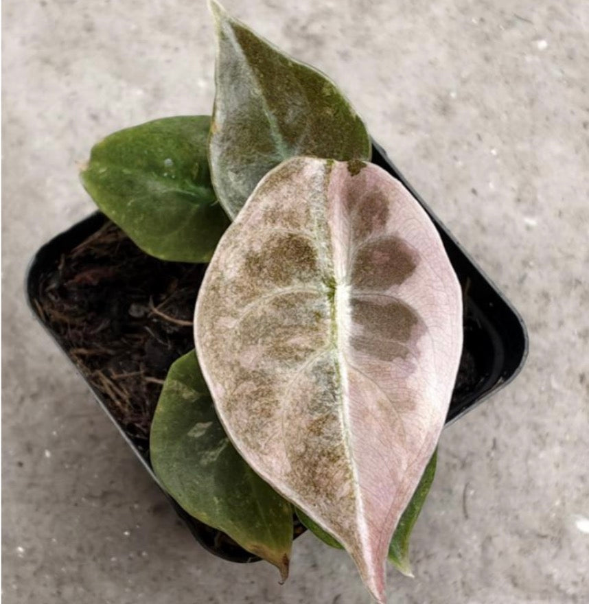 Alocasia Cuprea Pink Mint Variegata TC précommande