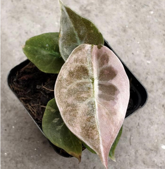 Alocasia Cuprea Pink Mint Variegata TC précommande